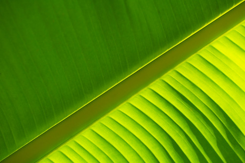 This is a photograph titled 'Plant leaf in Atocha train station, Madrid, Spain'. It was taken by photographer John Briody on the 5th June, 2014 in Madrid, Spain.